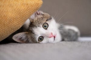 Gato doméstico en sillón